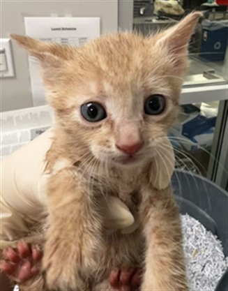 Adoptable Cat