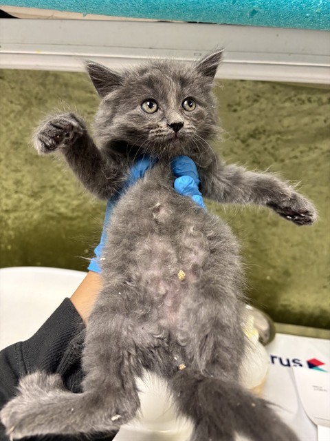 Adoptable Cat