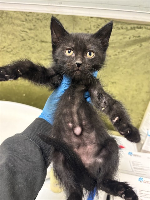 Adoptable Cat