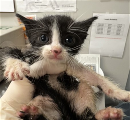 Adoptable Cat