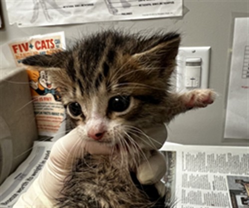 Adoptable Cat