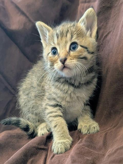 Willow
