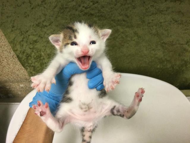 Adoptable Cat