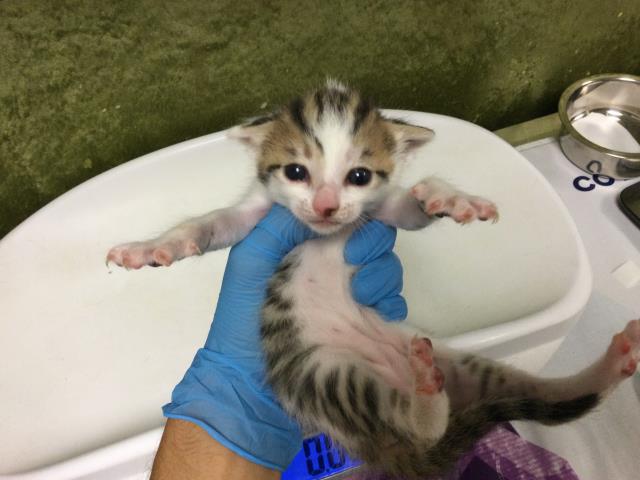 Adoptable Cat