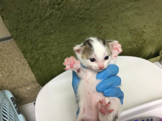 Adoptable Cat