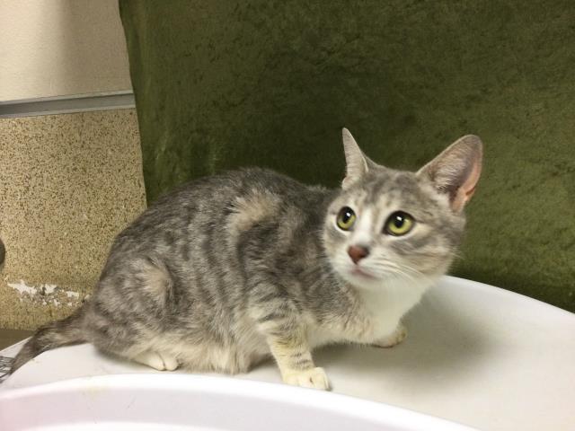 Adoptable Cat