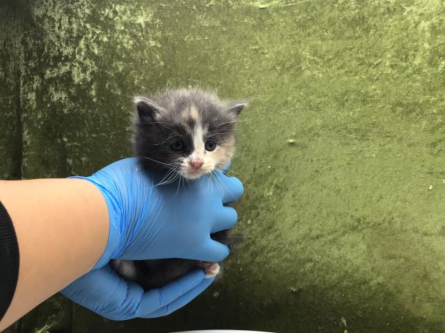 Mia