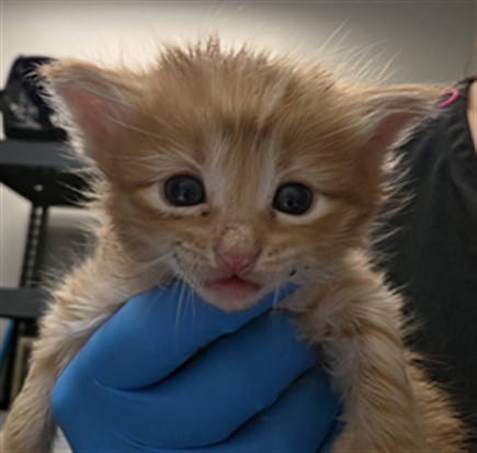 Adoptable Cat