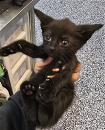 Adoptable Cat