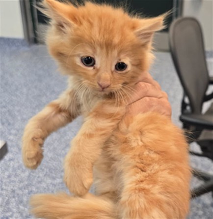 Adoptable Cat