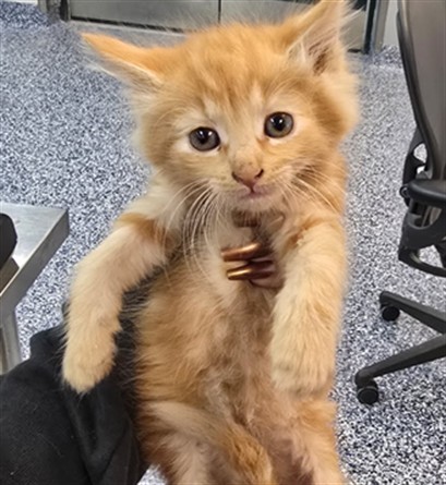 Adoptable Cat