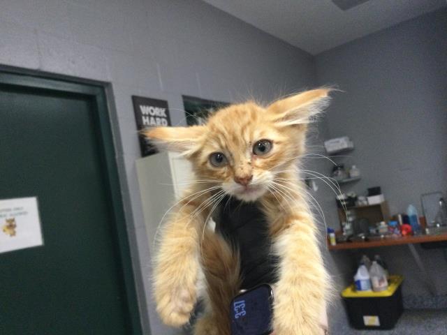Adoptable Cat