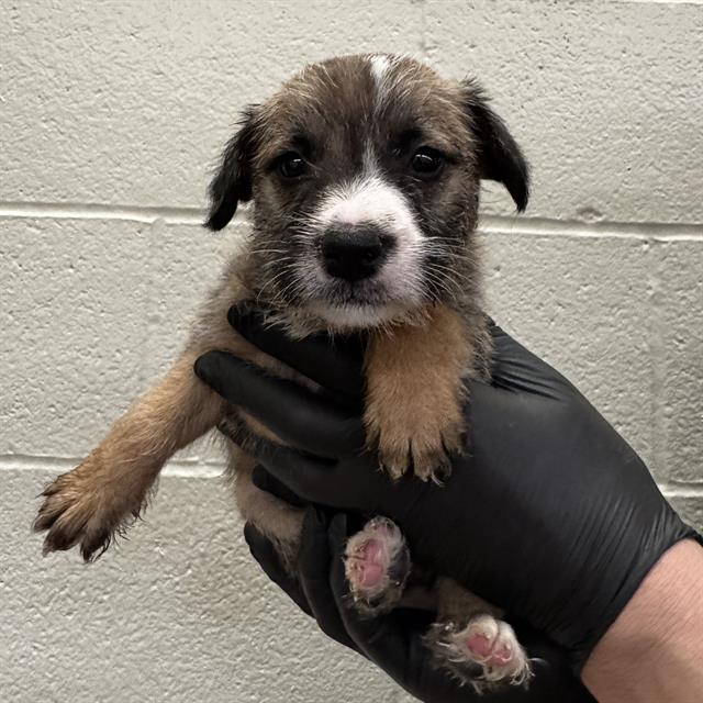 Chiquita