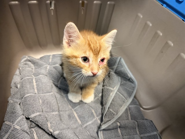 Adoptable Cat