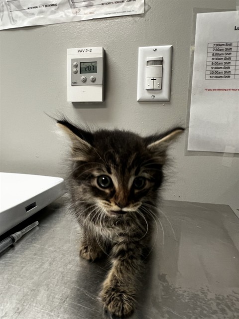 Adoptable Cat