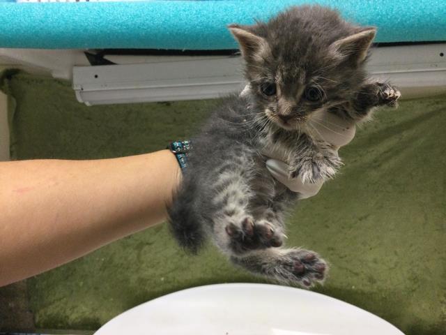 Micro