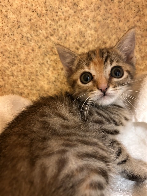 Elsa