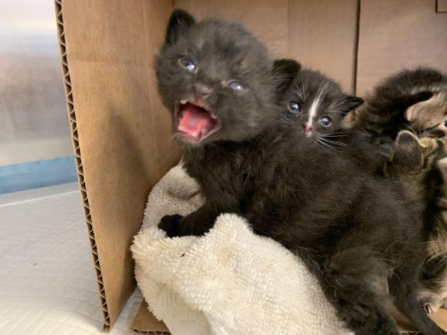 Adoptable Cat