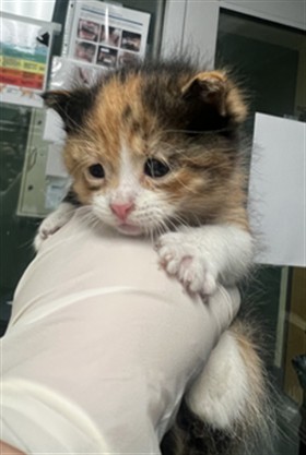 Adoptable Cat