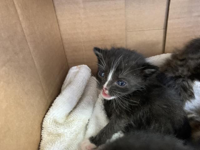 Adoptable Cat