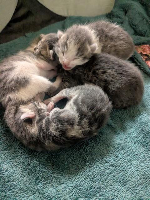 Adoptable Cat