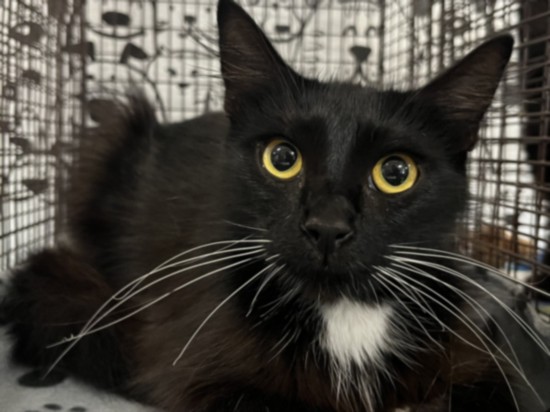 Domino