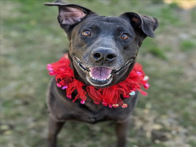 Delilah
