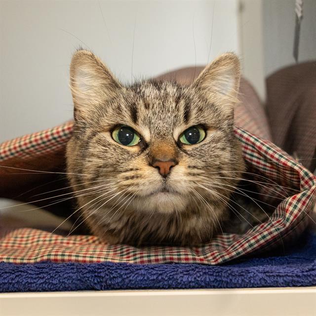 Nova