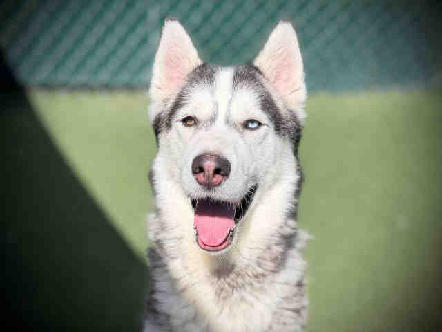 Thor