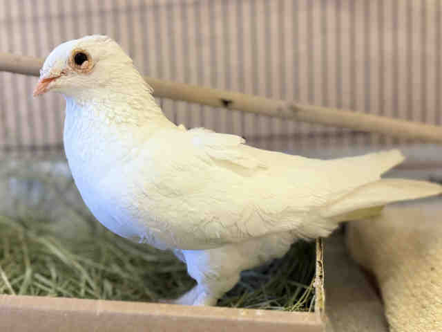 Ferdinand