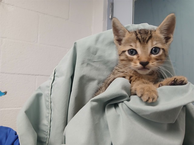 Adoptable Cat