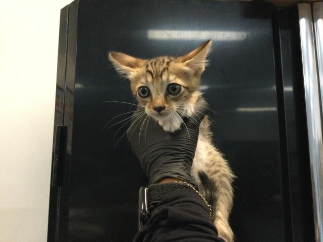 Adoptable Cat