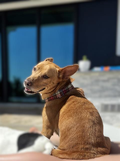 Baylo