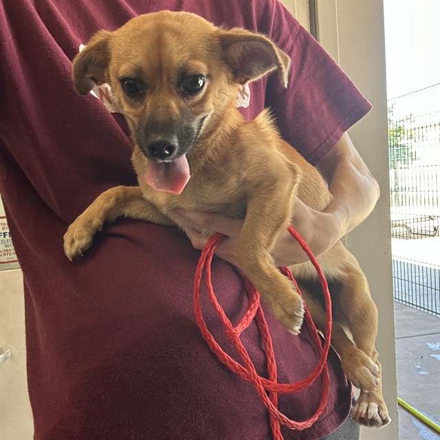 Adoptable Dog