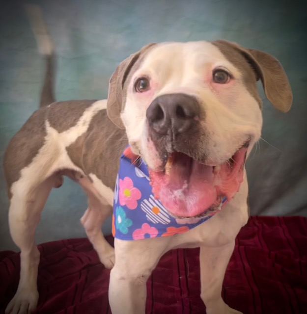 Dom