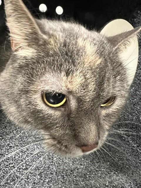 Nala