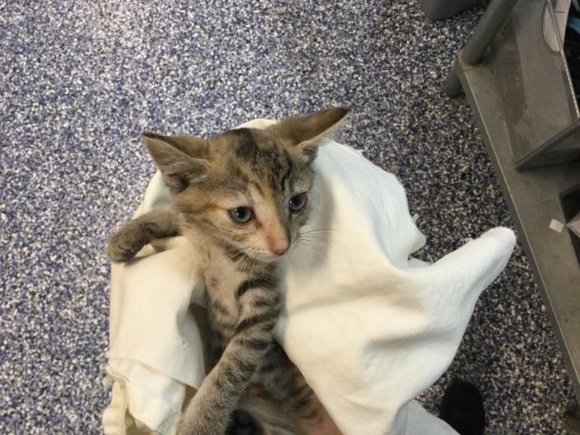 Adoptable Cat