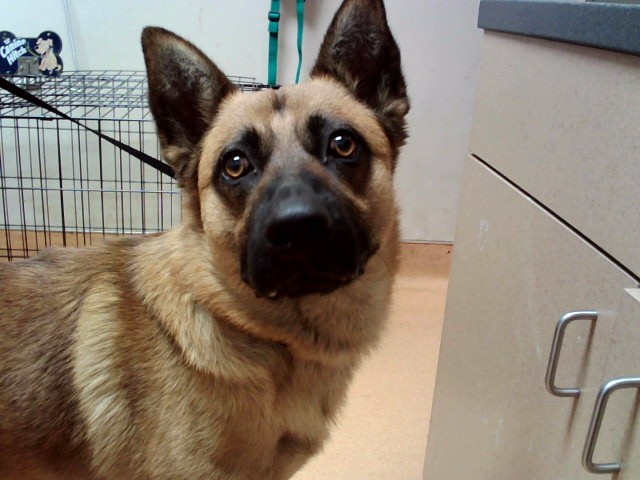 Bruno