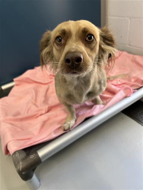 Adoptable Dog