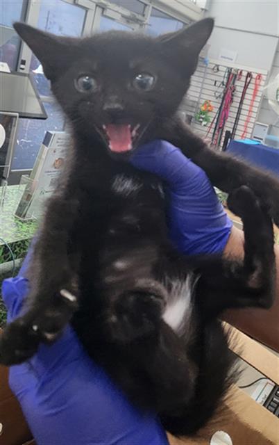 Salem
