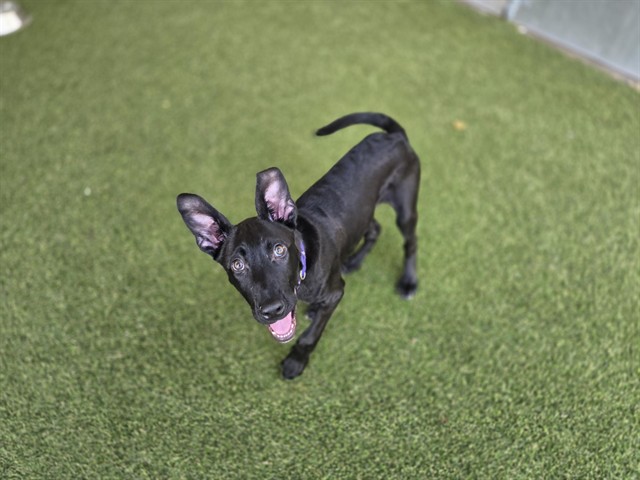 Chico