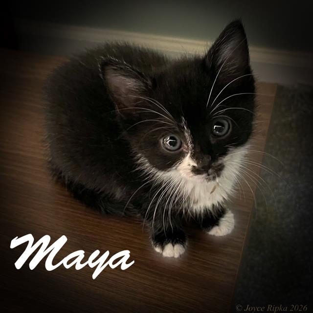 Maya
