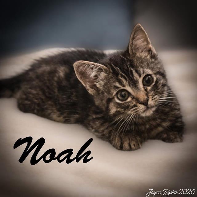 Noah