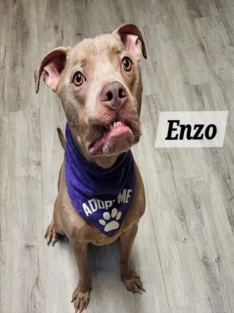 Enzo