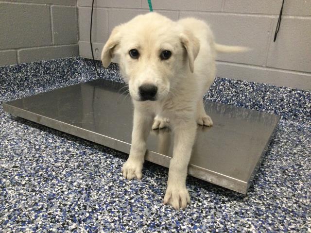 Adoptable Dog