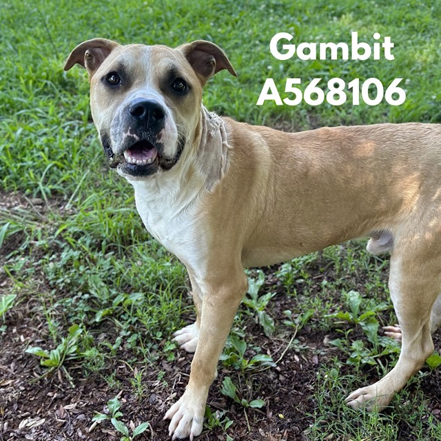 Gambit