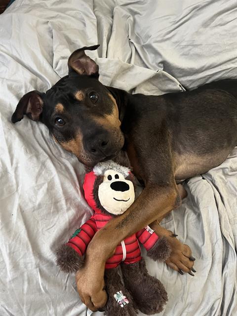 Reggie