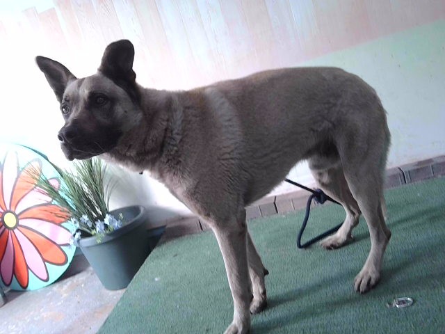 Yoda