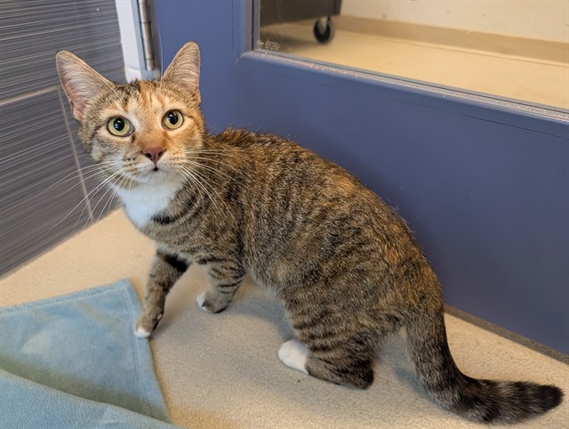 Carmelita