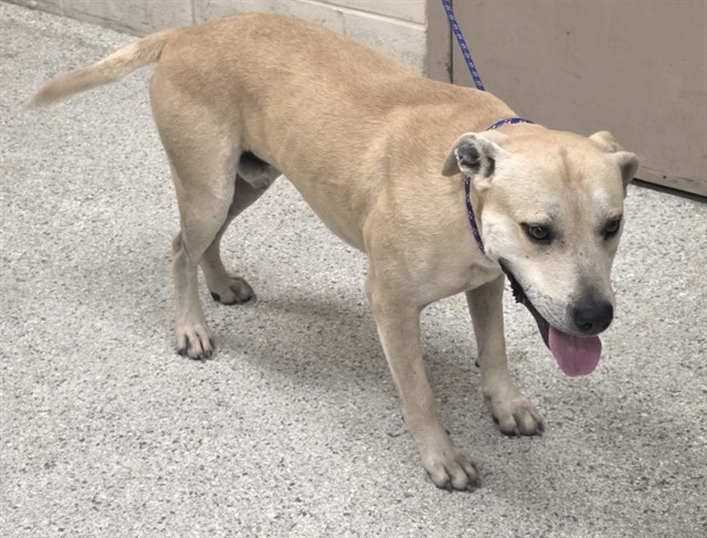 Adoptable Dog